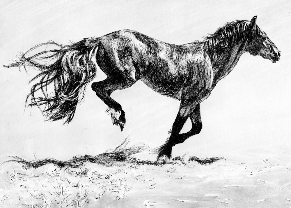 Horse Feathers